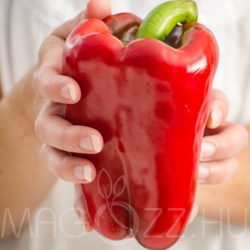 Óriás Ukrán Piros Paprika! 10DB mag