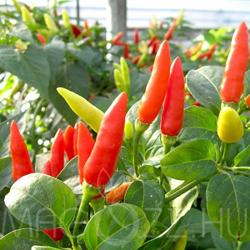 Tabasco chili paprika (Capsicum frutescens var. tabasco)! 20db mag!