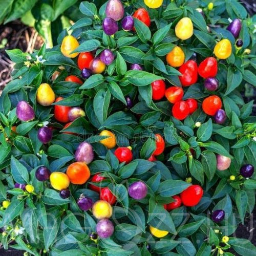Pequin da manduria chilli paprika! 20 db mag