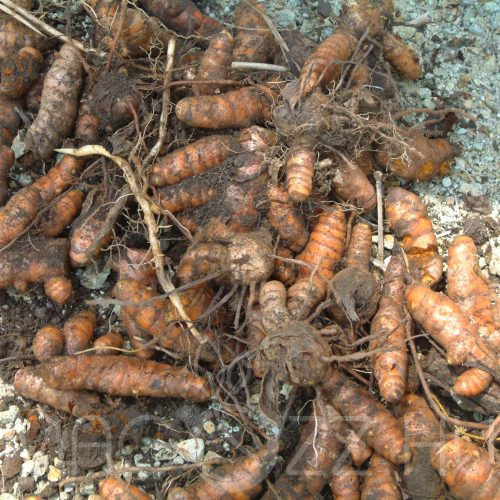 Kurkuma (Curcuma longa)!3db rizóma!