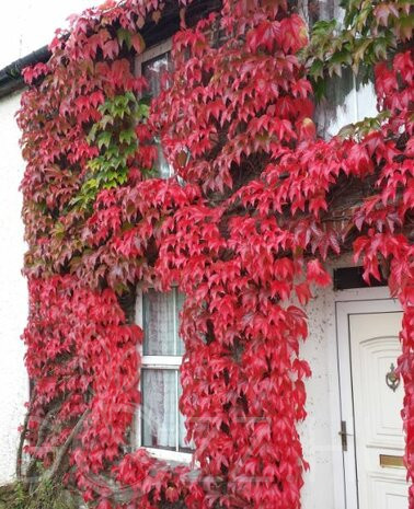 Tapadó Vadszőlő /Parthenocissus tricuspidata ''Veitchii' /'!15db mag