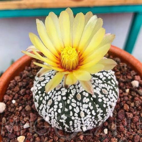 Astrophytum asterias cv. superkabuto !5db mag