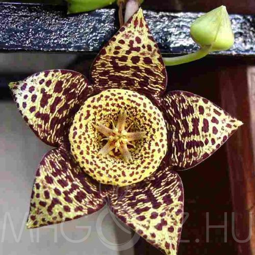 Dögvirág (Stapelia variegata)!3db mag