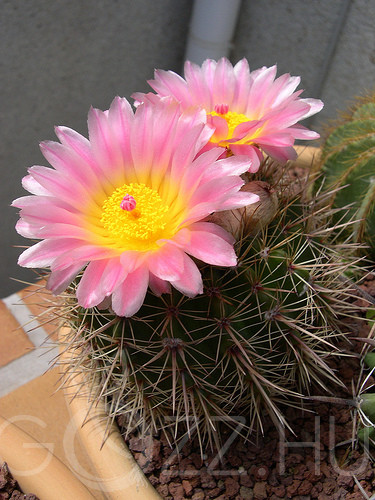 Notocactus Roseoluteus!15db mag