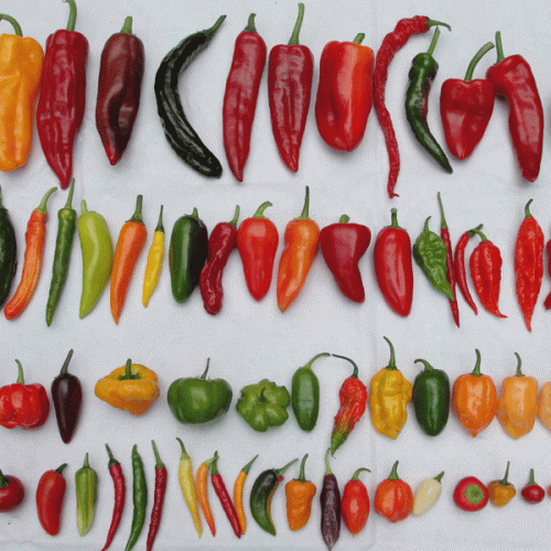 Paprika