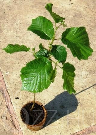 Európai mogyorófa (Corylus avellana Bergeri).1db csemete