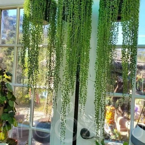 Borsóka (Senecio rowleyanus) hajtás!1db