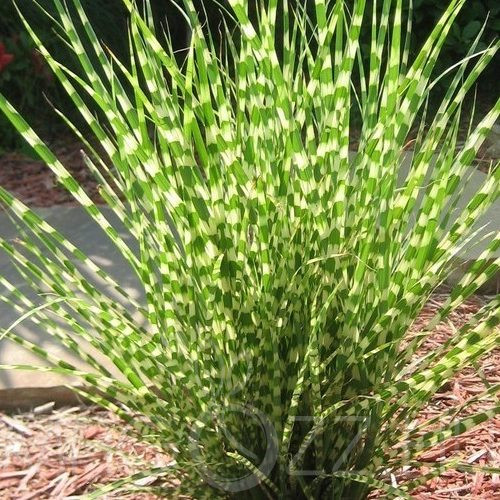 Zebrafű/Miscanthus sinensis Zebrinus /!20db mag