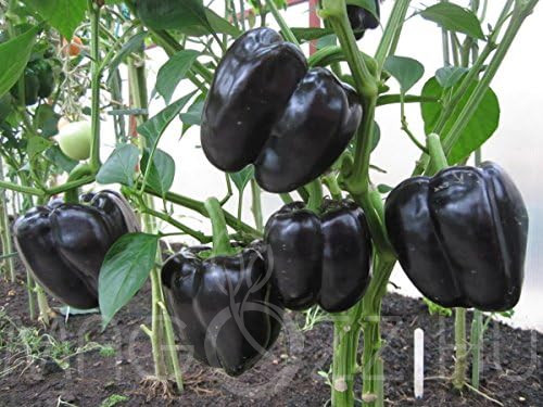 Óriás Kaliforniai Fekete paprika magok!10 db mag