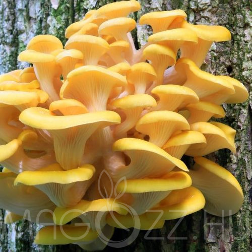 Aranysárga laskagomba - Pleurotus citrinopileatus csíra fa anyagra,oltóanyag!6db