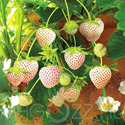 Pineberry fehér (eper)szamóca palánta különlegesség!1db