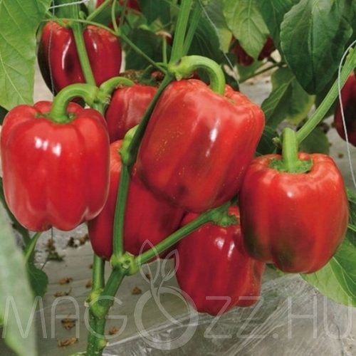 Óriás Kaliforniai Piros paprika!20db mag