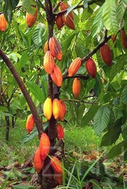 Kakaó fa 'Theobroma Cacao!'!2db mag