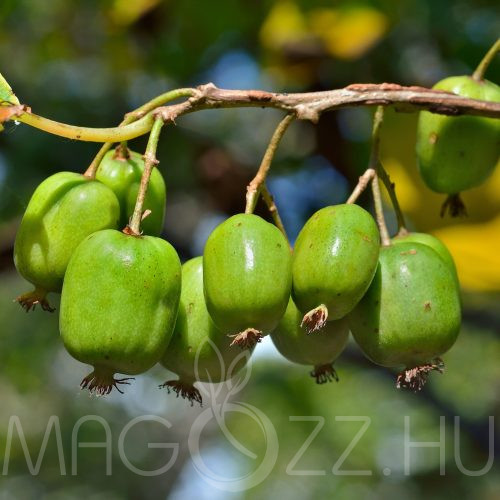 Mini kopasz kivi "Actinidia Arguta"!5db mag