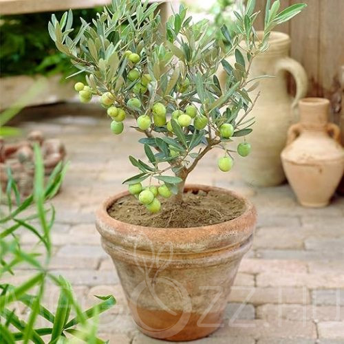 Európai Olajfa(Olea europaea)!2db mag