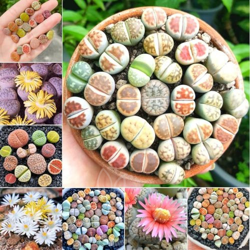 Lithops mix /Kavicskaktusz/!30db mag