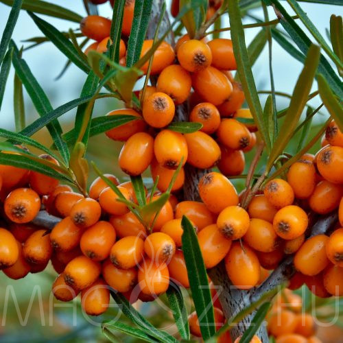 Homoktövis (Hippophae rhamnoides)! 10db mag