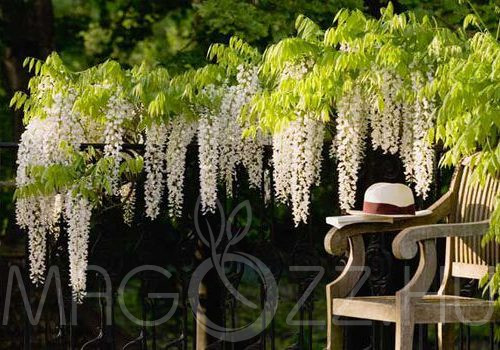 Wisteria sinensis 'Alba' Fehér futó akác magok!2db mag
