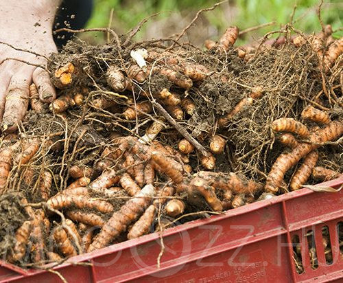 Kurkuma (Curcuma longa)!6db rizóma