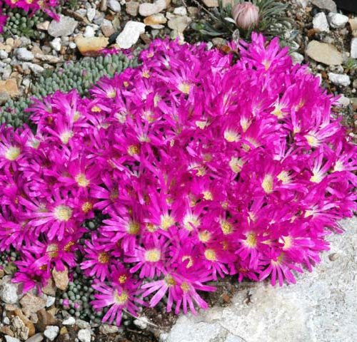 Pink Kristályvirág /Bíborvörös délvirág (Delosperma cooperi)6db hajtás