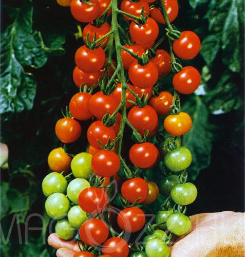 Fürtös koktél paradicsom Solanum lycopersicum var. cerasiforme !15db mag