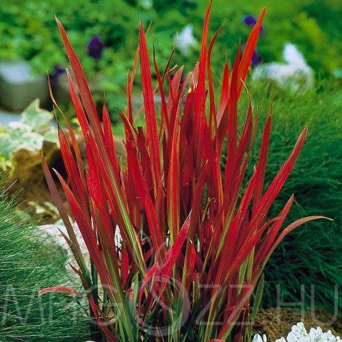 Japán vérfű-Alangfű (Imperata cylindrica )Red Baron 10db mag