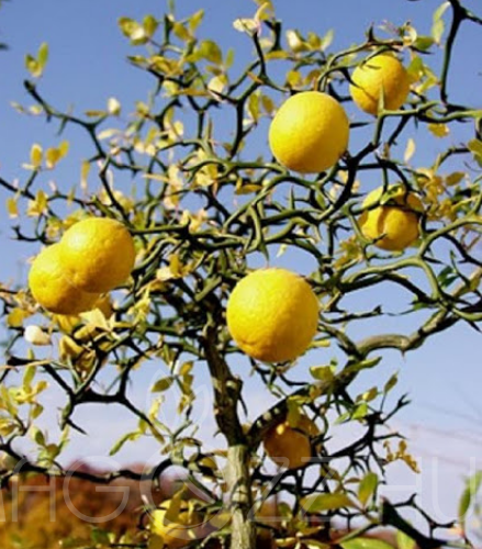 TÉLÁLLÓ CITROM FA  /PONCIRUS TRIFOLIATA)2db csemete.