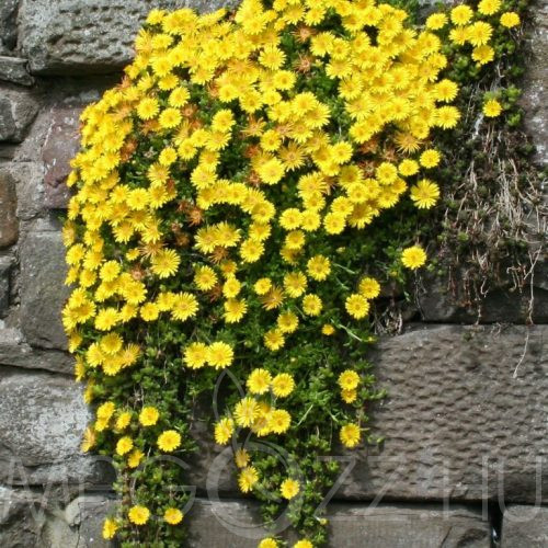Sárga kristályvirág -délvirág(Delosperma nubigenum)4db hajtás