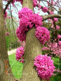 Júdásfa( Cercis-siliquastrum)!10db mag