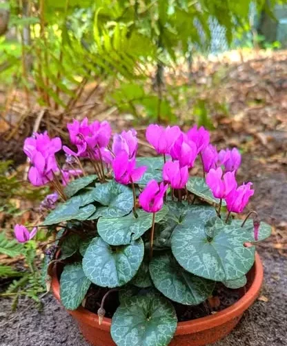 CIKLÁMEN (Cyclamen purpurascens) GUMÓK!10DB VÉDETT!/ERDEI CIKLÁMEN/