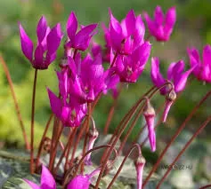 CIKLÁMEN (CYCLAMEN PURPURASCENS)!4db gumó