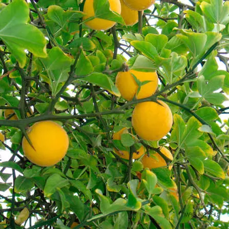TÉLÁLLÓ CITROM FA /PONCIRUS TRIFOLIATA)2db csemete.