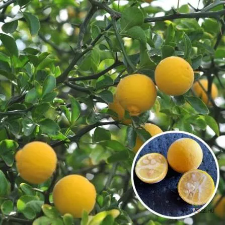 TÉLÁLLÓ CITROM FA /PONCIRUS TRIFOLIATA)1db