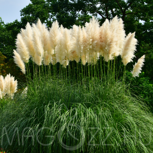 Ezüst Pampafű "Cortaderia selloana"!15db mag