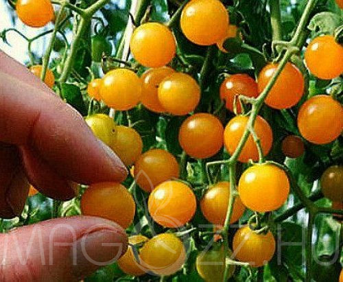 Ribizli paradicsom sárga( Currant Gold Rush)!15db mag!