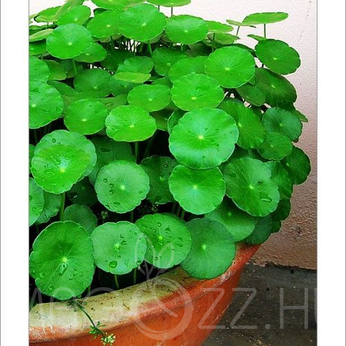 Gotu Kola (Centella asiatica) !6db mag