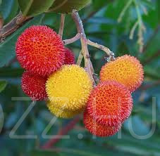 Nyugati Szamócafa (Arbutus unedo)!3db mag