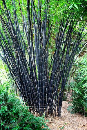 Fekete Bambusz "Phyllostachys Nigra" bambusz!6db mag
