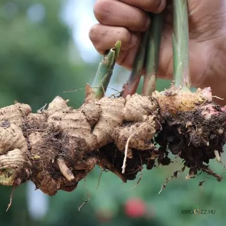 Gyömbér Rizóma(Zingiber officinale)!3db rizóma