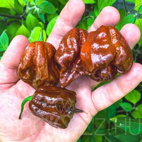 Trinidad Moruga Scorpion chocholate chili paprika! 3db mag