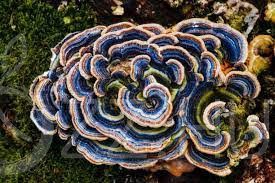 BIO LEPKETAPLÓ GOMBA ŐRLEMÉNY (Trametes versicolor)10g