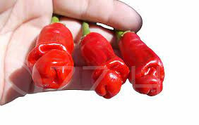Peter Pepper / Pénisz paprika!4db mag