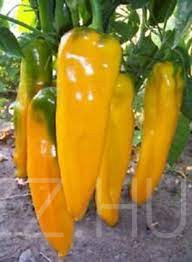 Édes Palermo sárga paprika magok!10 db mag