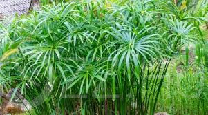 Vízipálma (Cyperus alternifolius)!15db mag