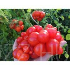 Voyage Agy paradicsom (Lycopersicon esculentum cv. ’Voyage’ )!10db mag