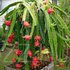 Sárkány gyünölcs /Pitaja/ /Pitahaya/ Dragon fruit/!25db mag