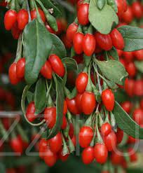 Goji bogyó (Lycii fructus)!15db mag