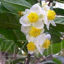 Teafa ' Camellia Sinensis ' ! 2db mag