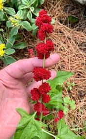 EPERSPENÓT 'Blitum capitatum' !25db mag!