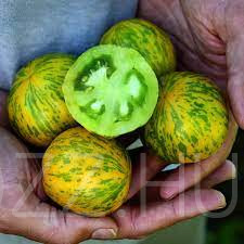 Zöld csíkos paradicsom 'Green Zebra'! 10db mag